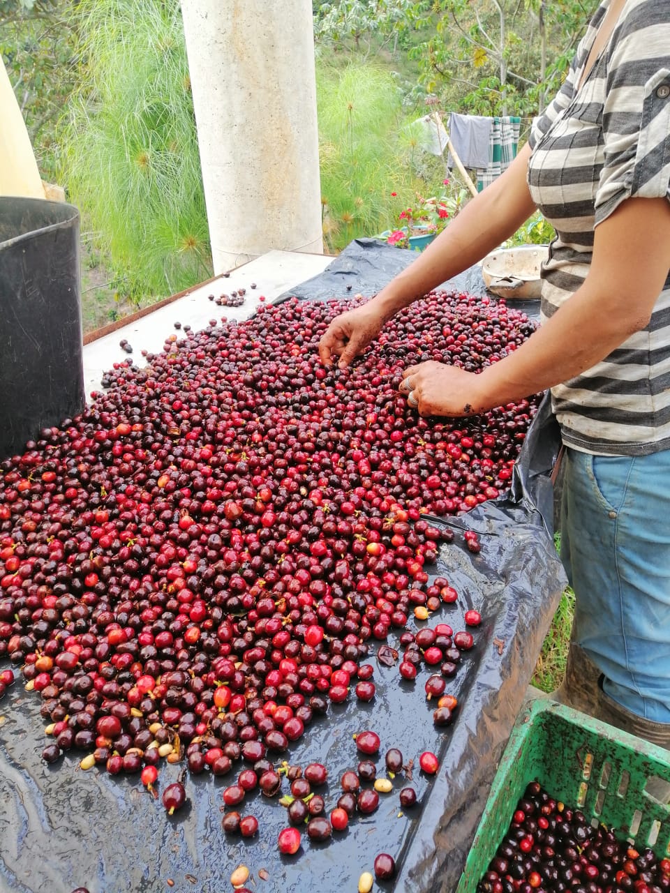 Colombia Caicedo Washed