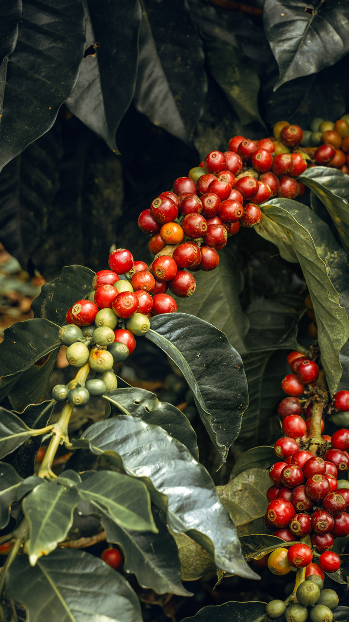 Colombia - Los Cedros - Red Bomb Fraga