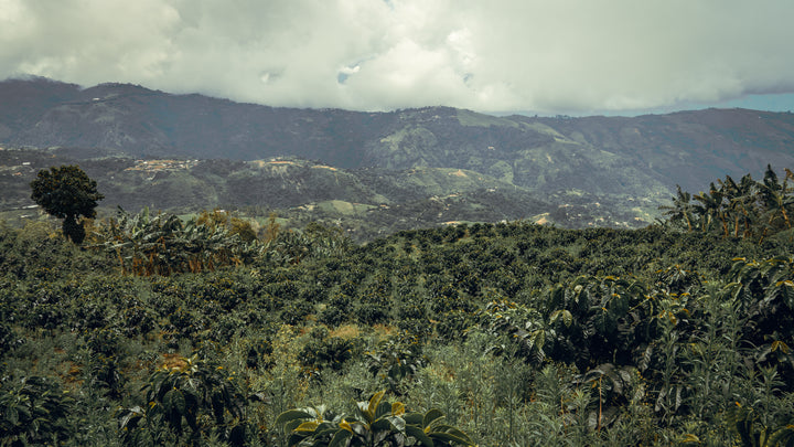 Colombia - Los Cedros - Red Bomb Fraga