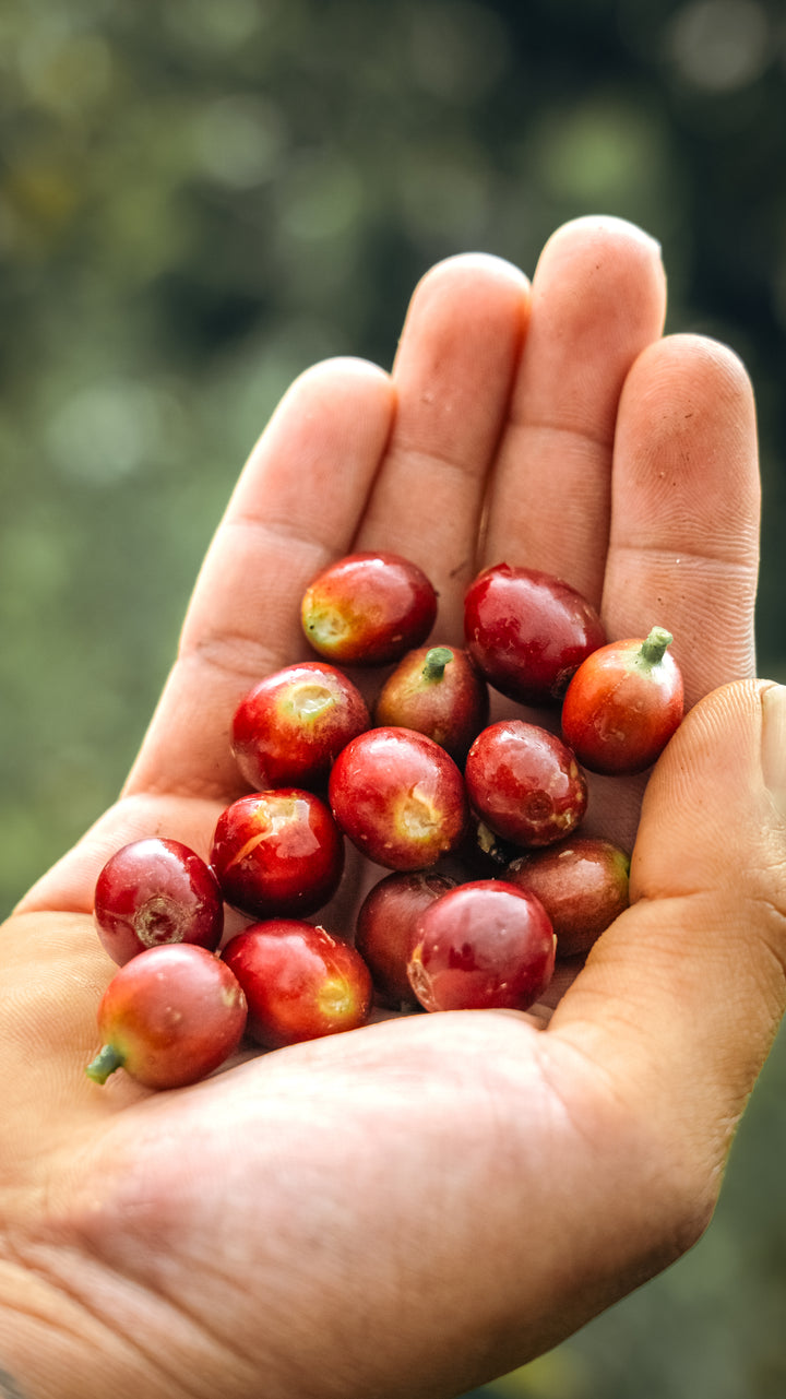 Colombia - Los Cedros - Red Bomb Fraga