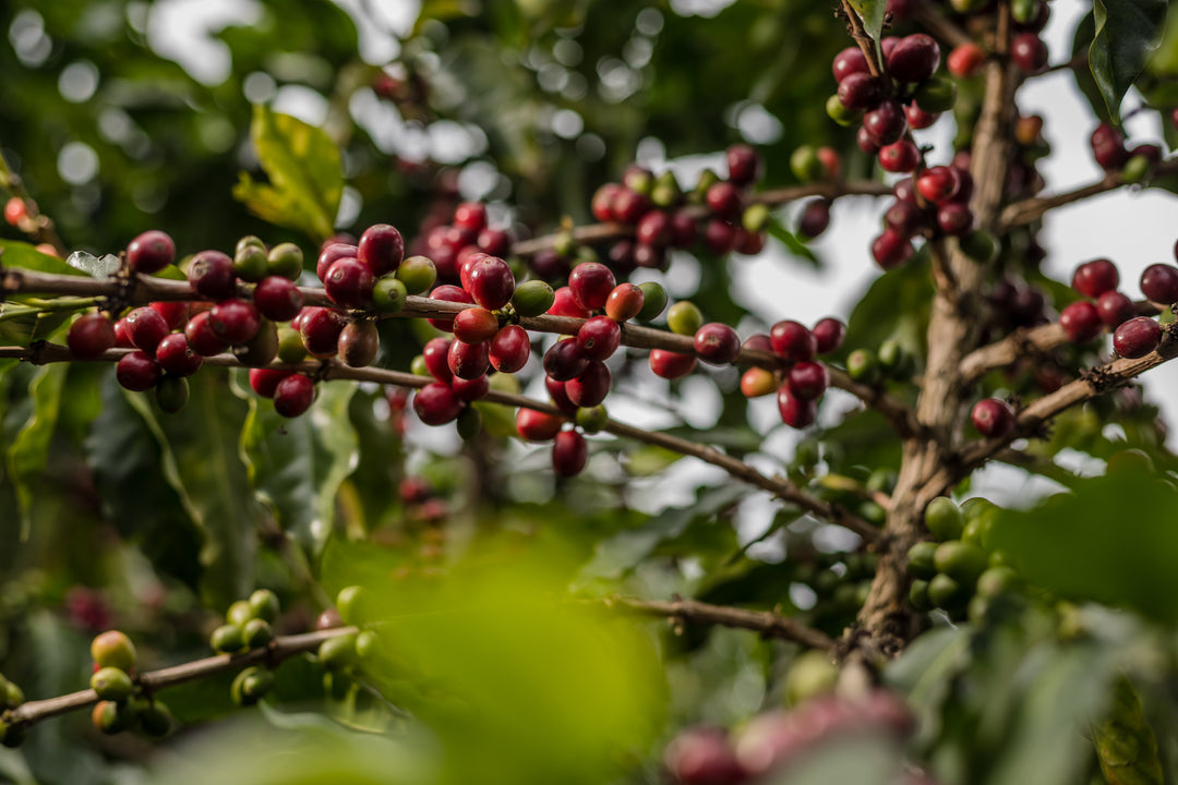 Colombia - Los Cedros - Red Bomb Fraga