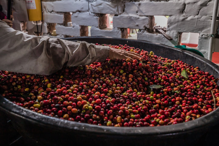 Colombia - Los Cedros - Red Bomb Fraga